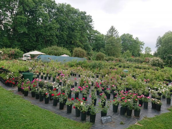 Gärtnerei Grönloof Reinhausen Stauden und Rosen 4