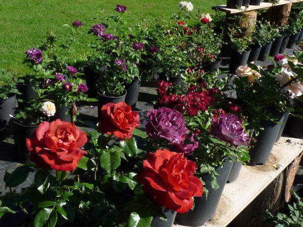 Gärtnerei Grönloof Reinhausen Stauden und Rosen 1